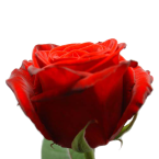 bloemen